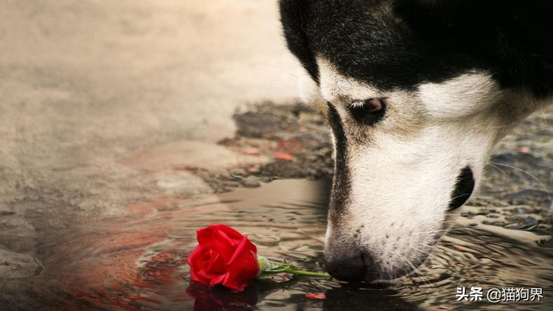 狗狗便便成形是不是代表细小好了,狗狗便便不成形是什么原因