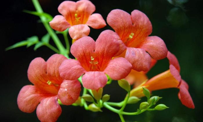 凌霄花种在楼顶应该注意什么,凌霄花的种植方法与注意事项