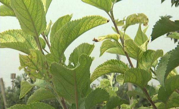 苹果树黄叶病,苹果树黄叶病怎么治疗