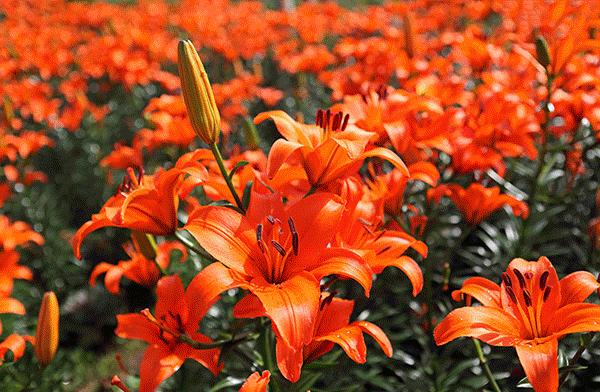 38抢从化宝趣玫瑰世界1大1小票赏春赏花赏美景不负*光春**不负卿