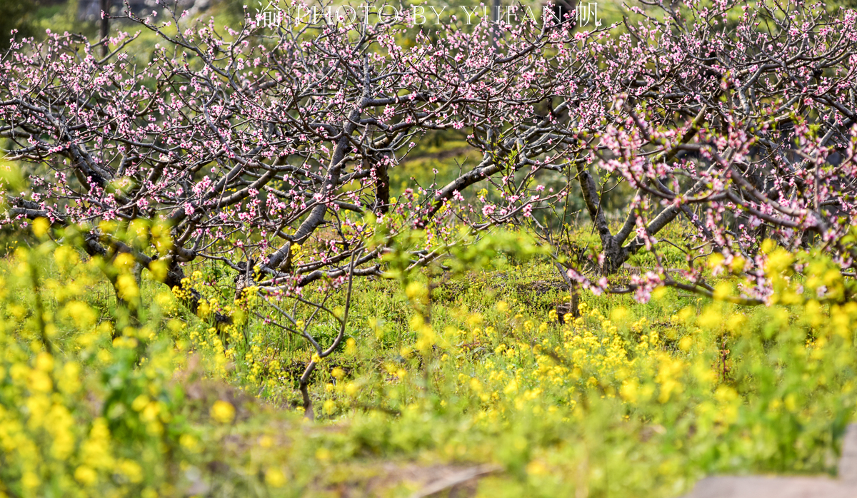 潼南桃花山景区,潼南春游踏青最佳地