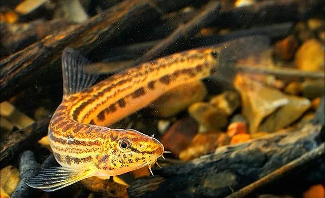 野生泥鳅品种图片大全大图,最大的泥鳅图片大全