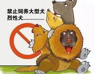 被邻居家的狗咬死怎么处理,被狗咬伤后咬死狗