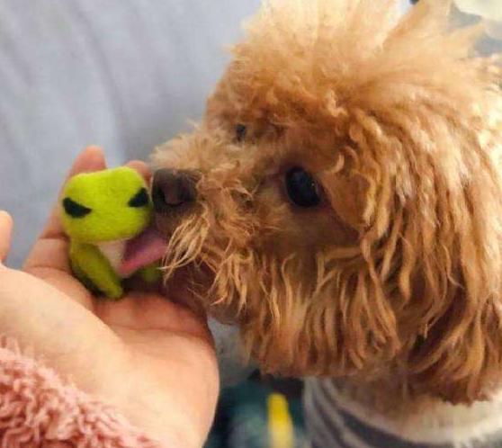 泰迪犬这几个行为就是在向你报恩,泰迪有这6种行为说明已经爱上你