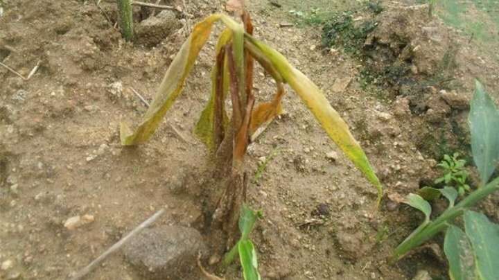 生姜得了姜瘟如何处理,生姜染上姜瘟病用什么药
