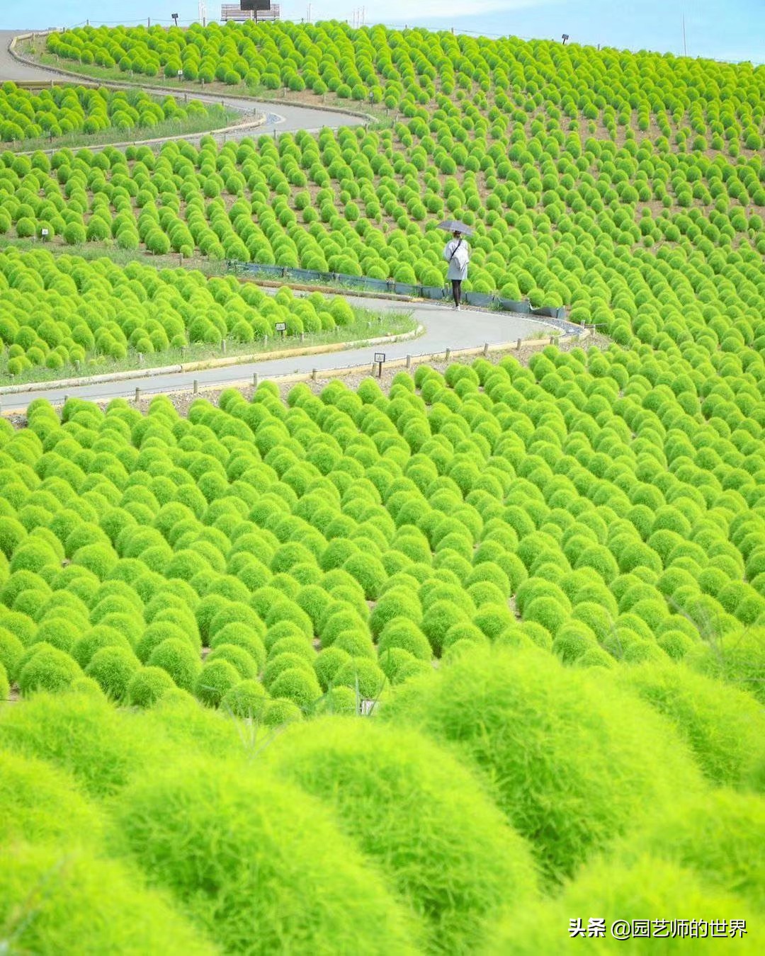 红色地肤草的种植方法,红地肤怎么养