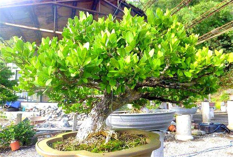 黄杨出现烂根后停止浇水会恢复吗,黄杨盆景如何提根增粗