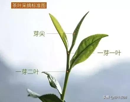 “东方金美人”？茶中“飞天茅台”？没错，说的都是这个...