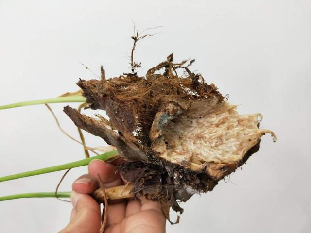 如何救活叶片枯萎多肉植物,滴水观音烂根处理后怎样栽植