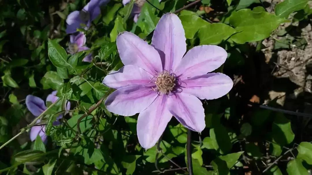百花图谱大全100幅,工笔百花图谱100种