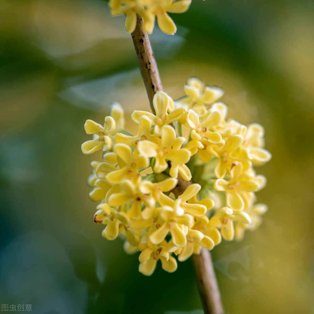 院子里有一片空地适合种什么,院子里有块空地种什么菜
