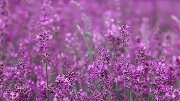 郭采洁香港风,郭采洁复古港风短发图片