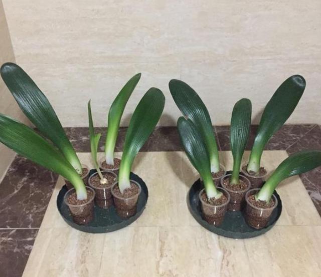 君子兰叶扦插几天能生出小君子兰,君子兰的叶子需要啥基质扦插