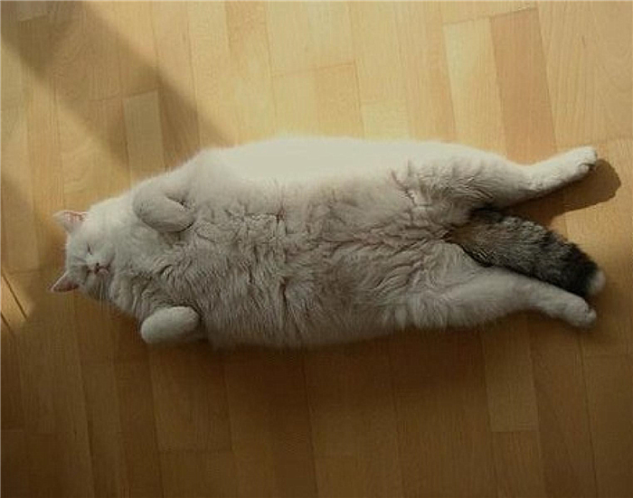 猫咪绝育辟谣,猫咪绝育肺水肿