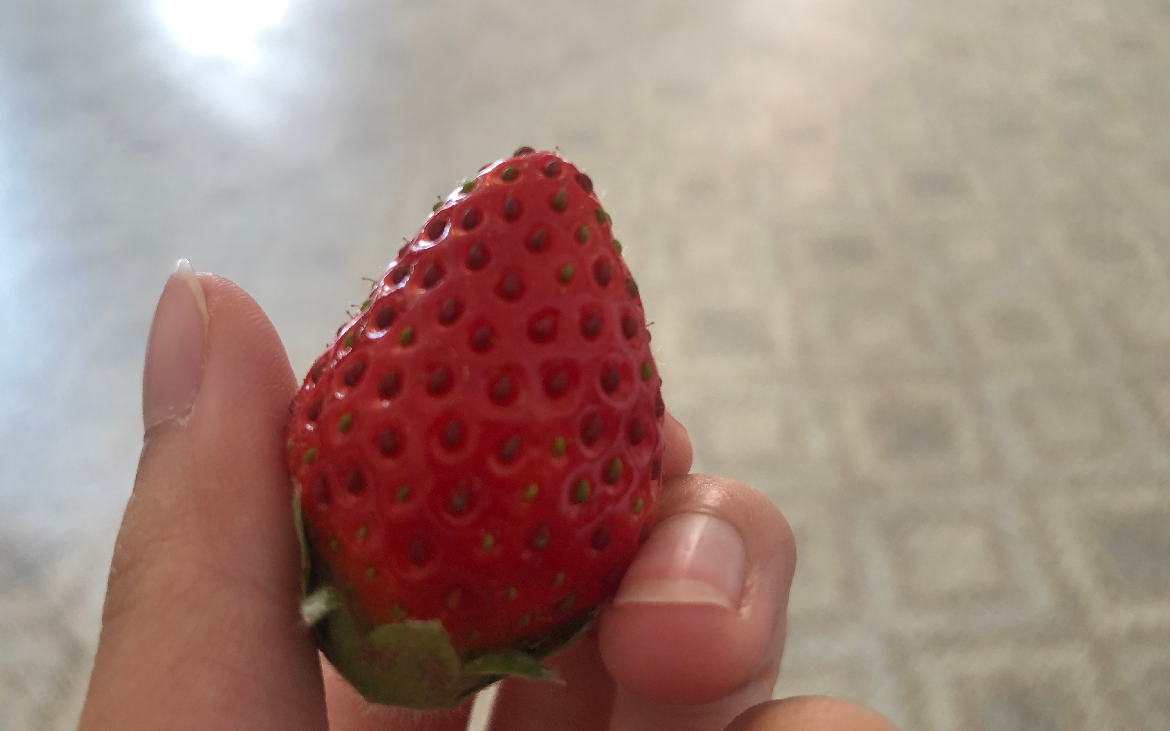 北方冷棚种植草莓,北京冷棚草莓种植