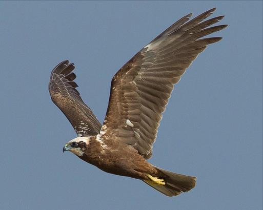 东江揽胜,惠州淡水常见鸟类图谱