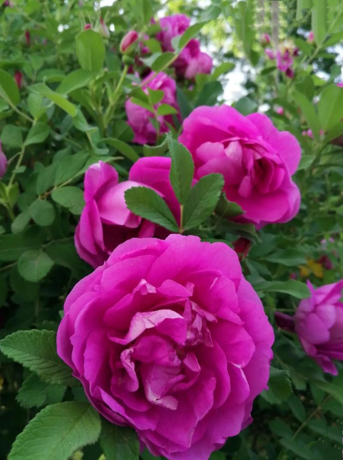 四季风玫瑰图,四季玫瑰造型树