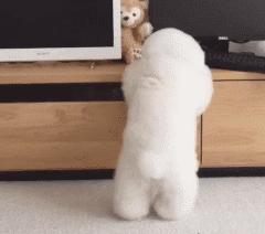 你睡着时狗狗会干什么,比熊犬一旦有这些举动