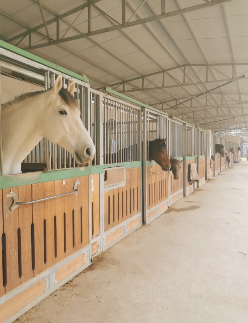 骑马的乐趣图片大全,骑马的乐趣在哪里