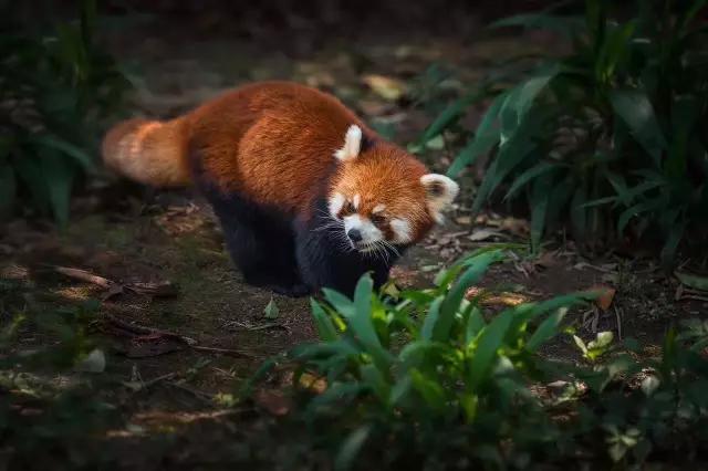 雅安旅行攻略亲子游,雅安市旅行攻略自由行路线