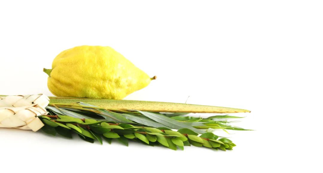 藏文科普|只为闻香的水果——香橼