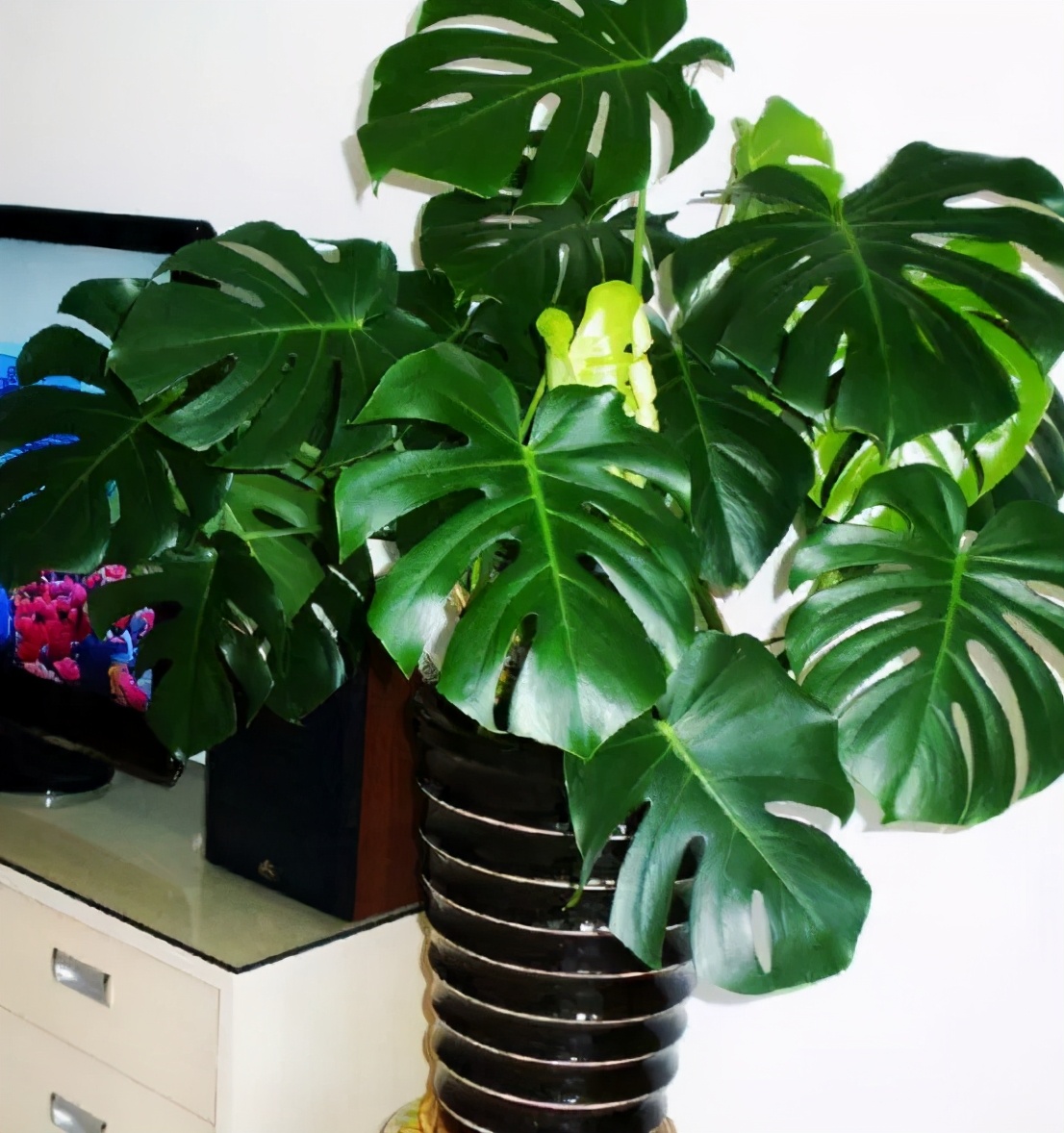 吸甲醛和苯的植物多久可以见效,卧室放什么植物吸甲醛最好