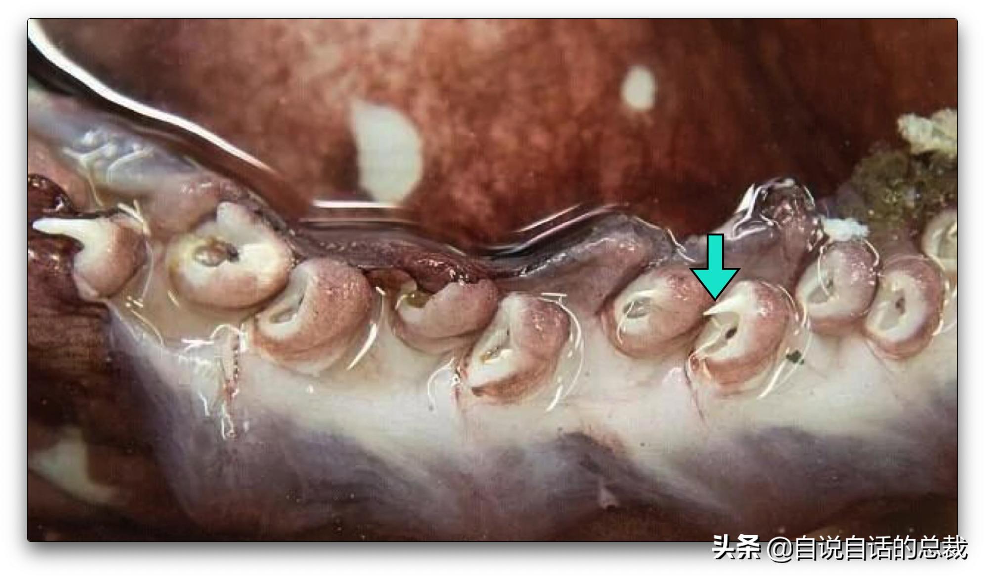 美国探测深海潜艇失踪事件,美国海神号发现了什么