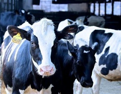 牛得酮病的症状,牛得了酮病多久恢复