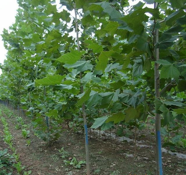 白蜡盆景技巧,白蜡和对节白蜡区别图片