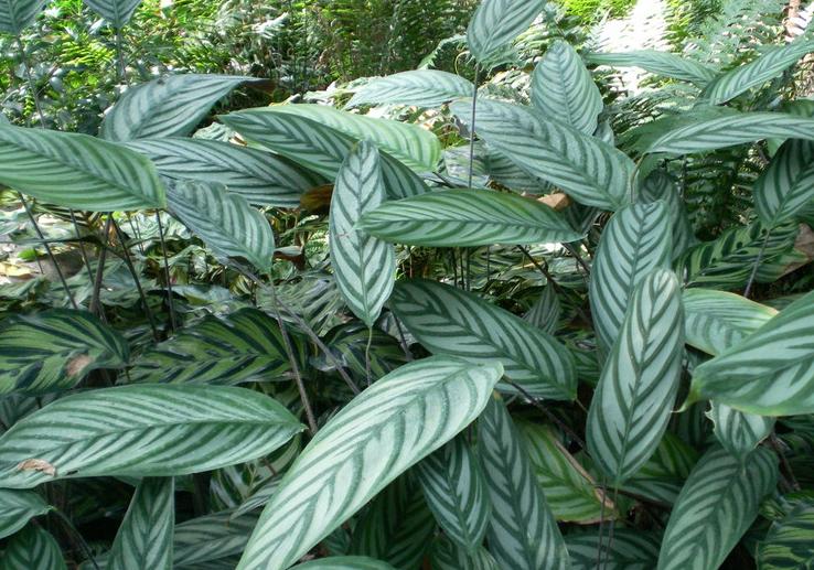 寒潮冻害怎么挽救,竹芋温度低会怎么样