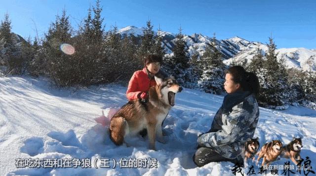 养狼disco：我在*疆新**，把狼养成了哈士奇