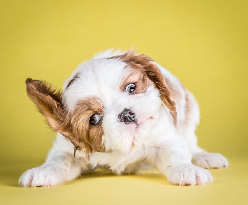 狗狗这些奇葩行为的含义,狗狗的奇怪举动正常5个表现