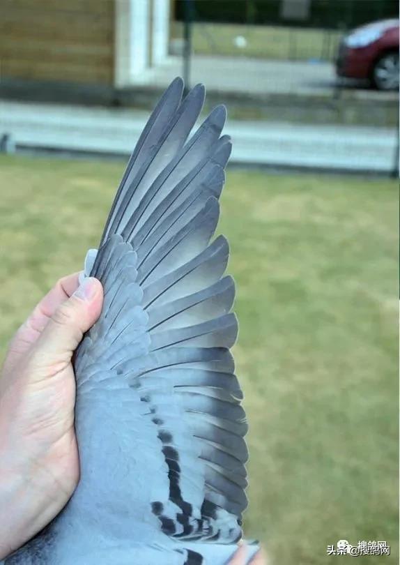 冠军孵化器——福雷迪和雅克.范希兄弟鸽舍