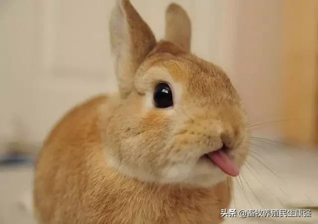 兔子疾病防治和治疗,牛羊脱毛怎么治疗