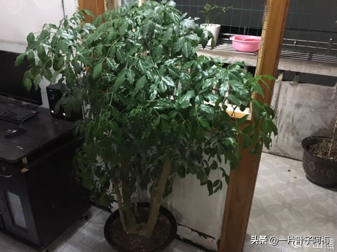 5个植物最招财,能开花又好养的植物又有寓意
