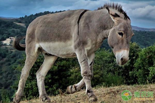 农村人现在养殖啥动物最赚钱,2020年农民养殖业哪个最挣钱