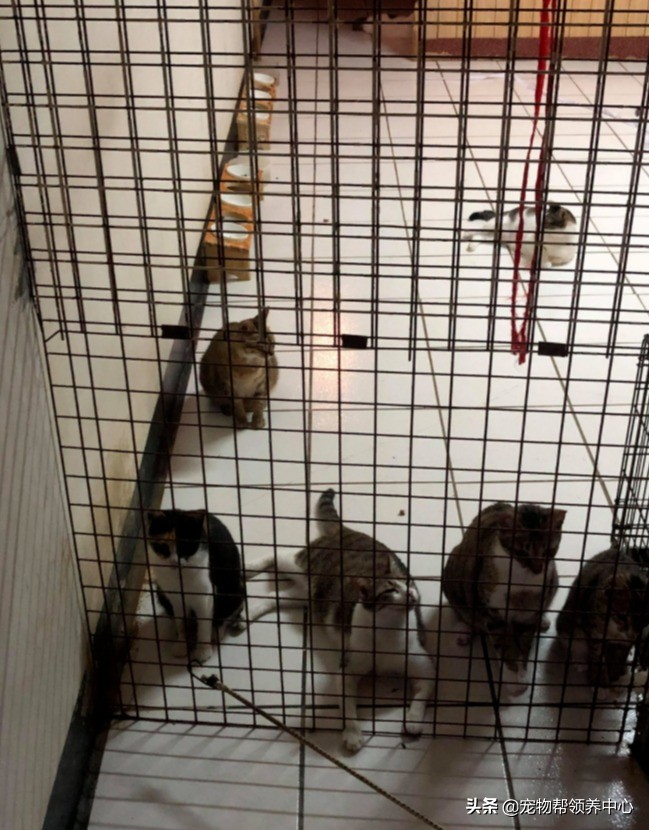 流浪猫是如何找到投喂的猫粮,流浪猫喂过一次找不到了怎么办