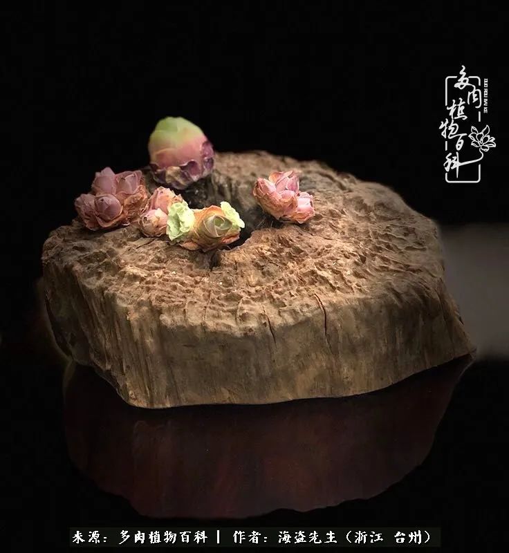 山地玫瑰养护顺口溜,山地玫瑰的养护种植注意事项视频