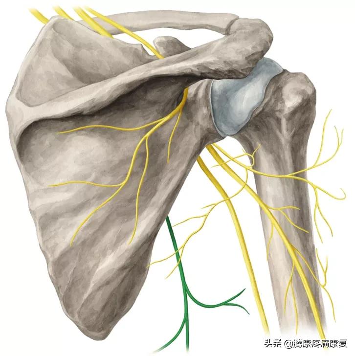 最全！脊神经系统汇总