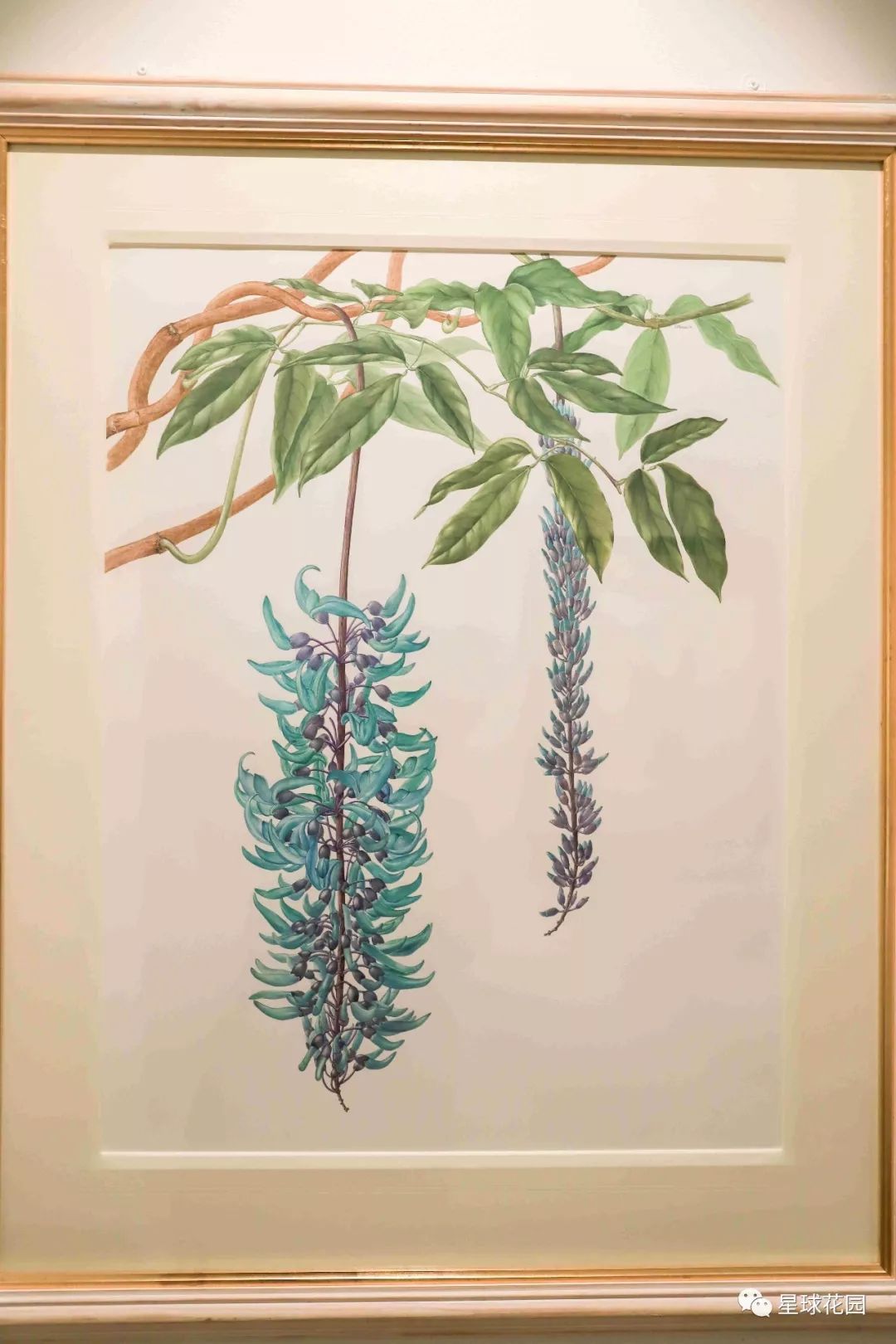 二木带你游花园|邱园（kewgarden）离我们到底有多远？