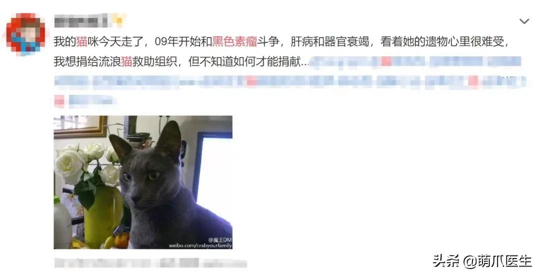 猫咪舔鼻子代表着什么,猫咪舔鼻子是什么原因