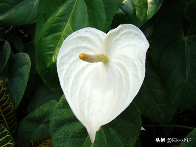 吸甲醛的植物哪些最好,植物吸甲醛好还是活性炭吸甲醛好