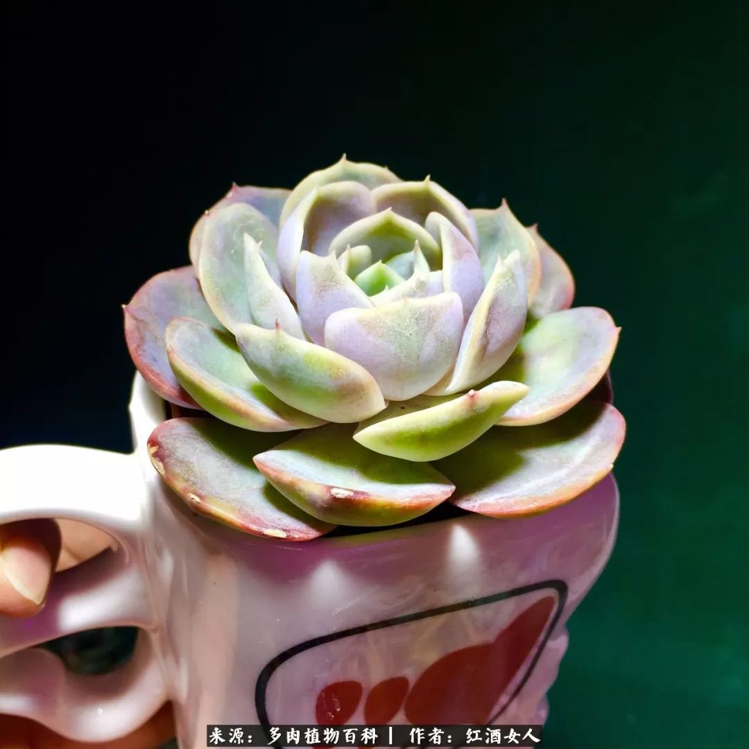 记录走过的美景留下美好的回忆,记录走过的每一段美好时光