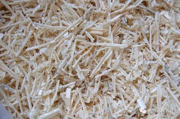 君子兰开花后变成三个头了咋养,君子兰怎样才能结子