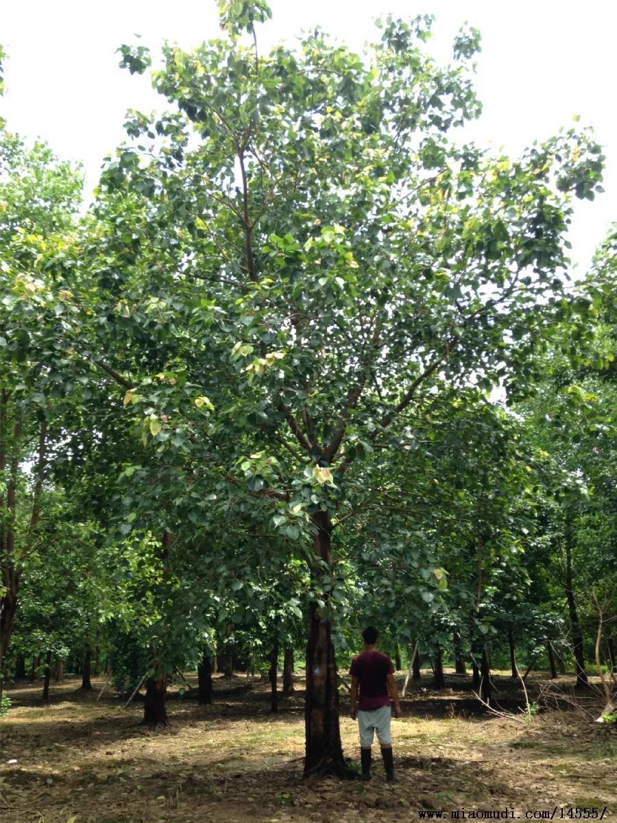 100种常见观叶植物图鉴史上最全,农村常见的100种植物