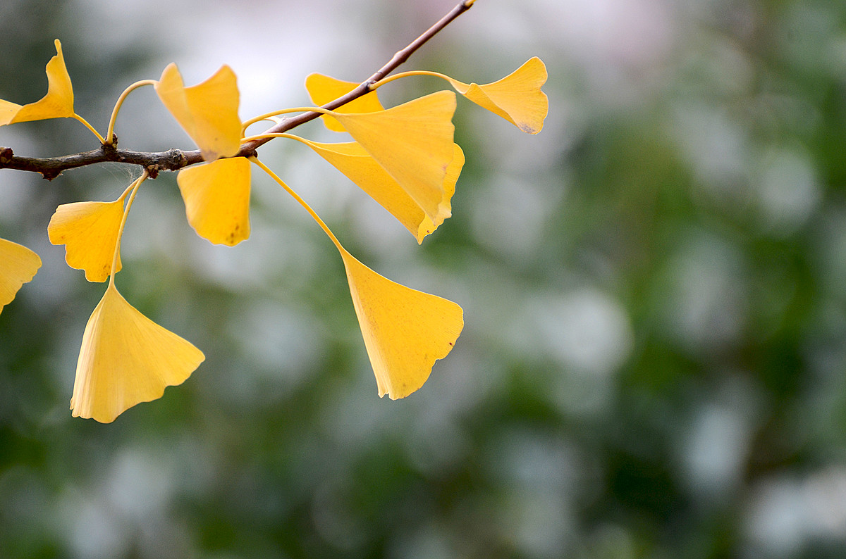 浮生若梦为欢几何是正确的吗,浮生六记浮生若梦为欢几何