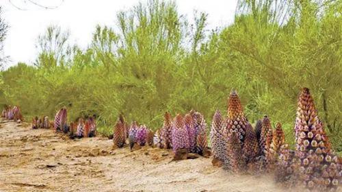 怎样区分肉苁蓉的好坏,锁阳肉苁蓉怎样识别好坏