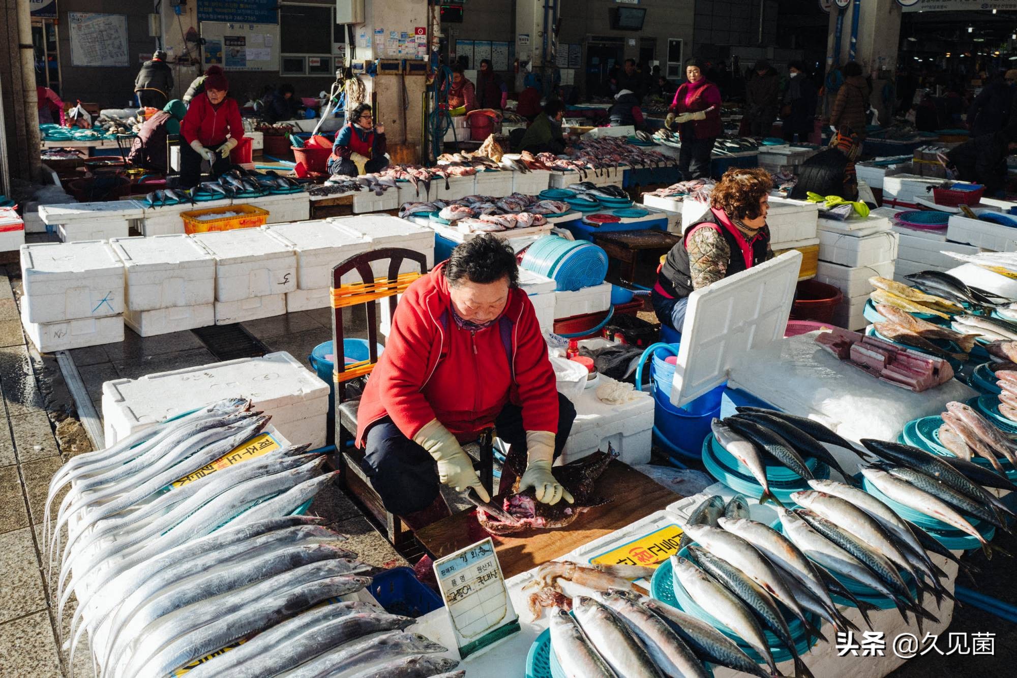 为什么说带鱼很少看见活的,我们为什么看不到活的带鱼