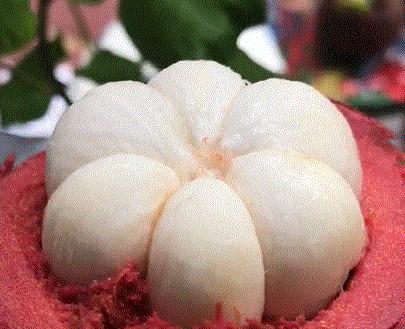 跟这3步走挑选山竹不出错,山竹怎么选才是最好的