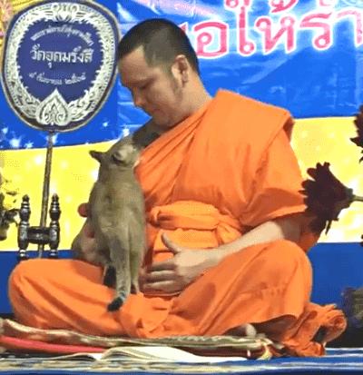 猫咪钻进男生怀里,猫咪钻进主人怀里撒娇